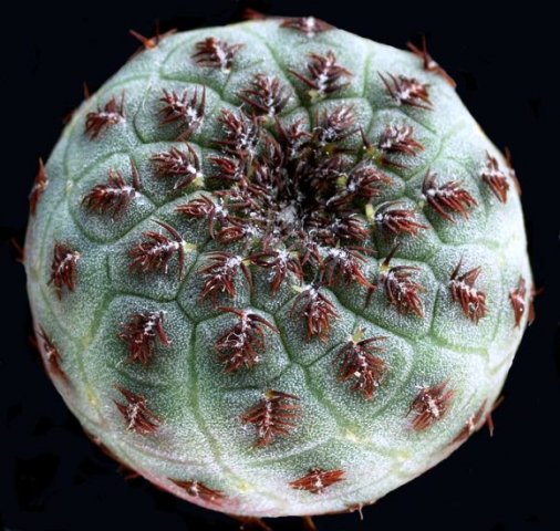 Sulcorebutia_raushii